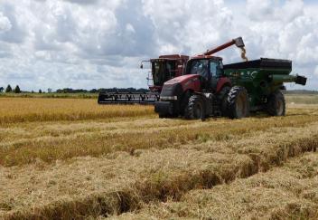 Rice harvest nearing completion, yields better than expected
